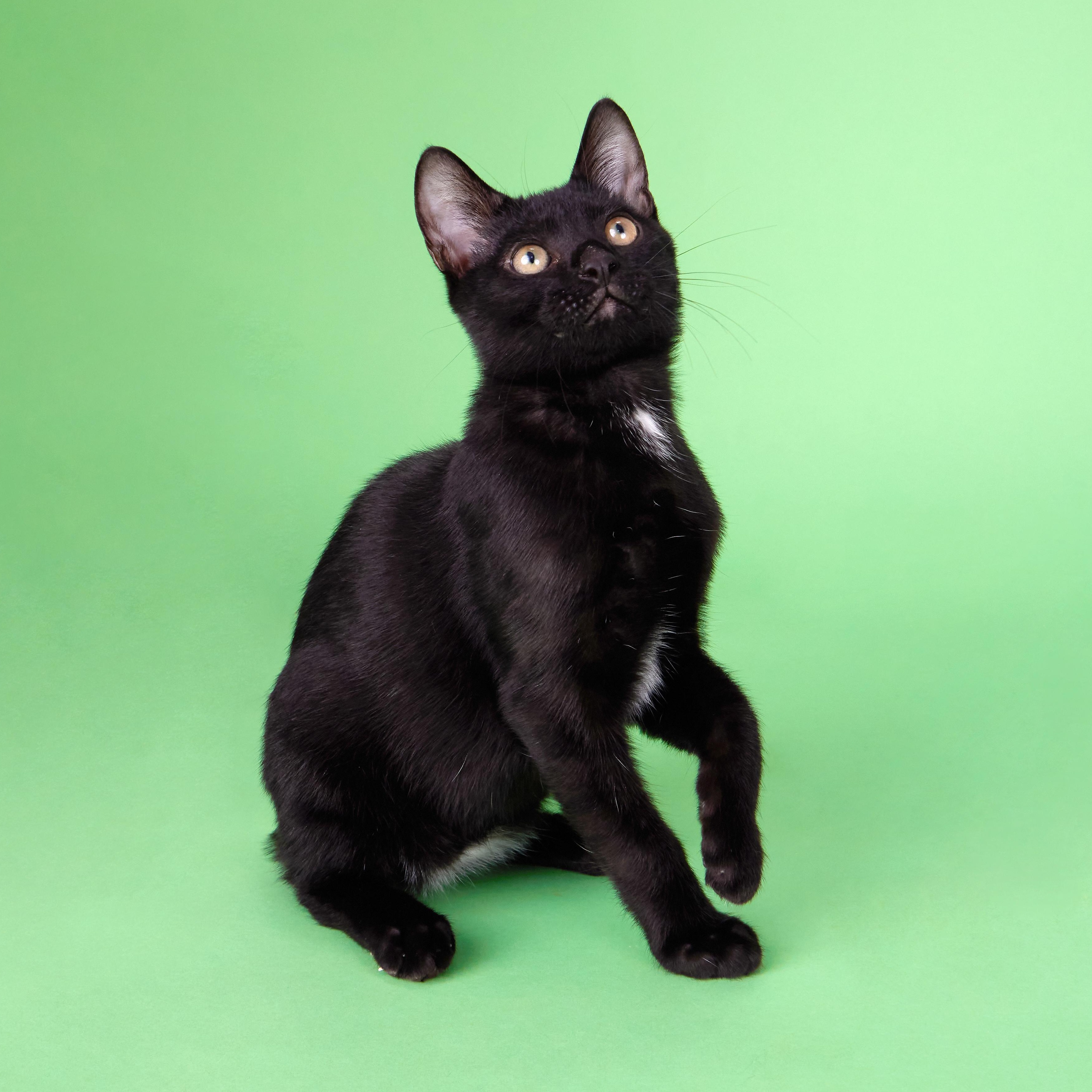 Enlarge Little Dude - Mini House Panther, a Adoptable Manx in League City, TX image 2/6