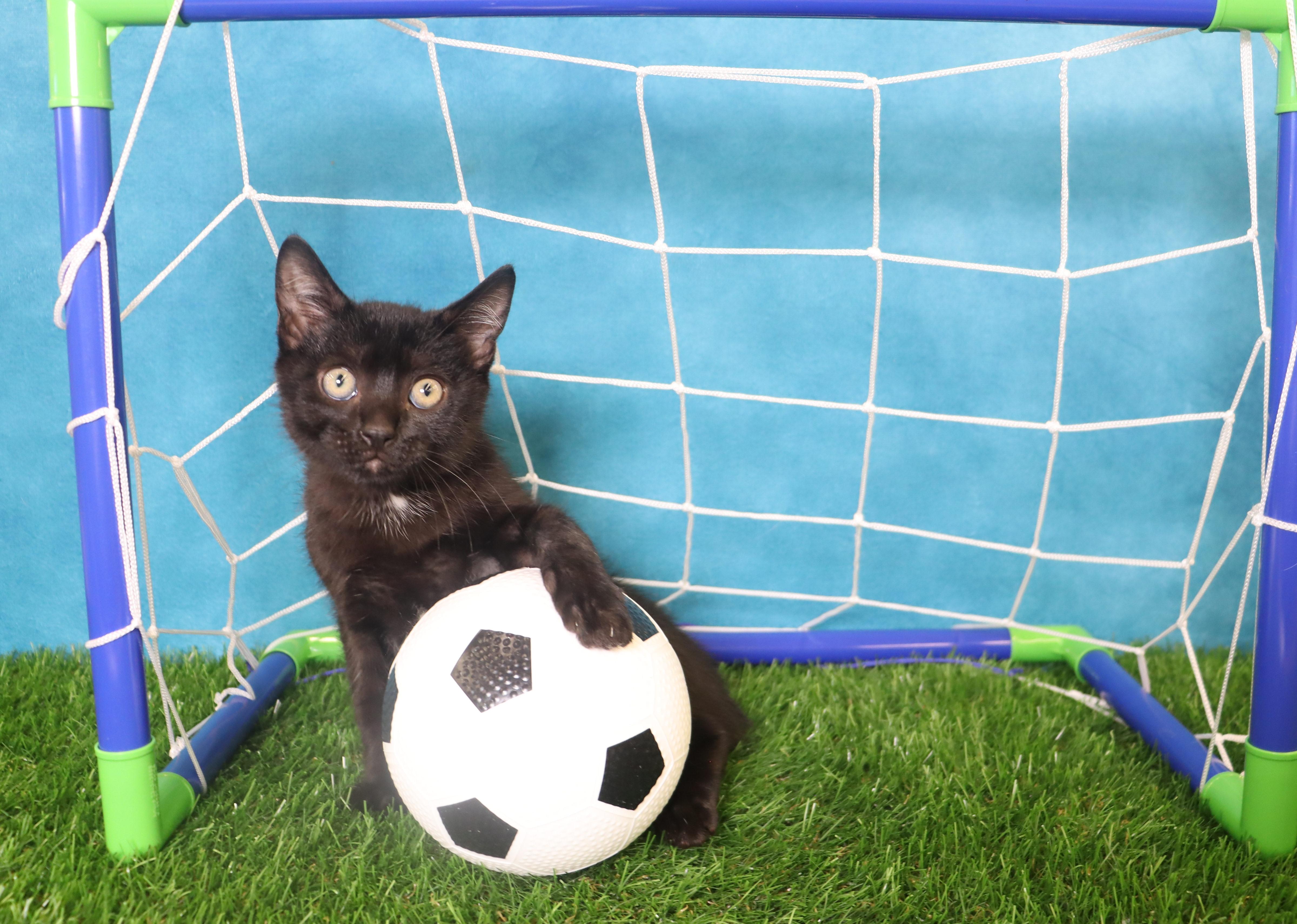 Enlarge Little Dude - Mini House Panther, a Adoptable Manx in League City, TX image 4/6