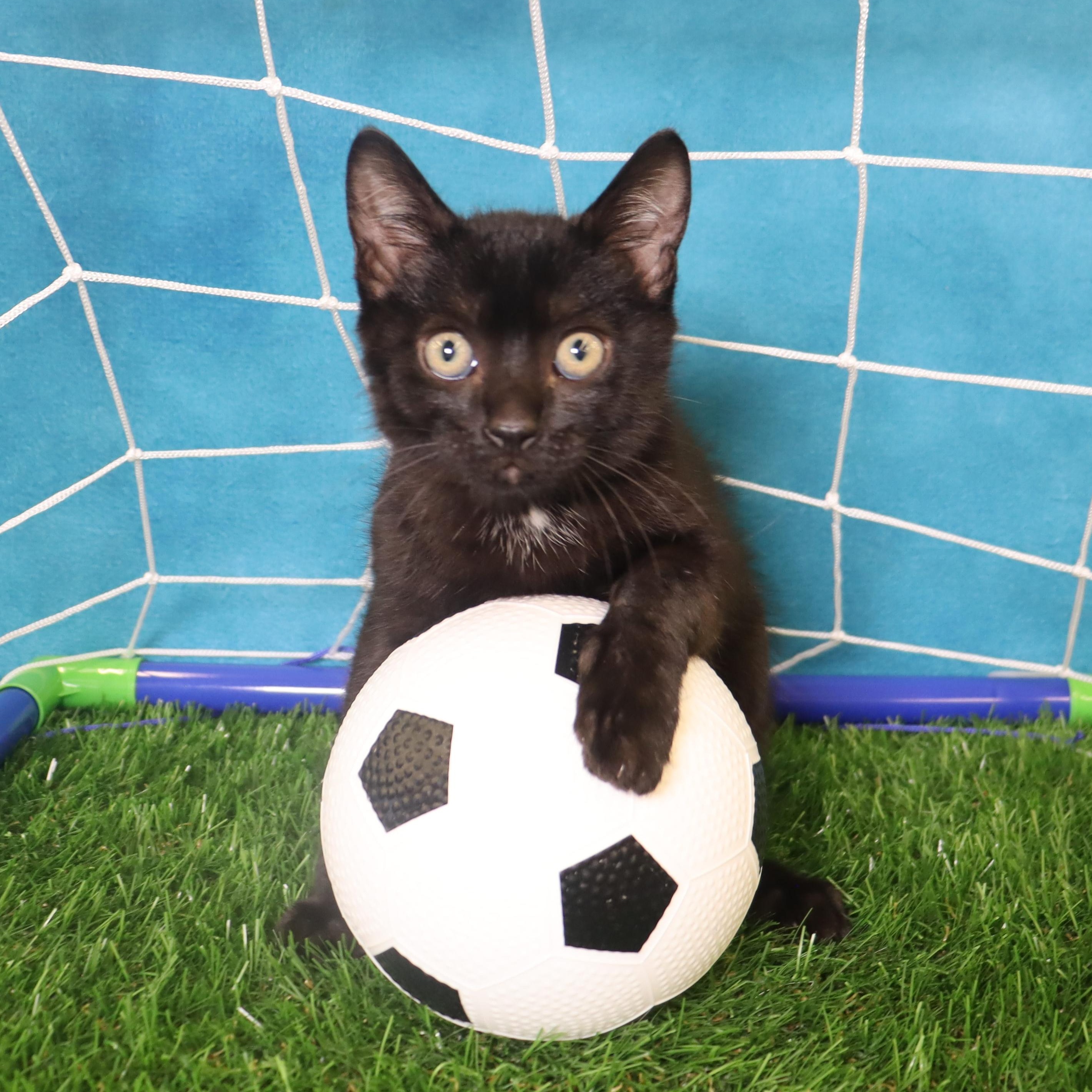 Enlarge Little Dude - Mini House Panther, a Adoptable Manx in League City, TX image 2/6