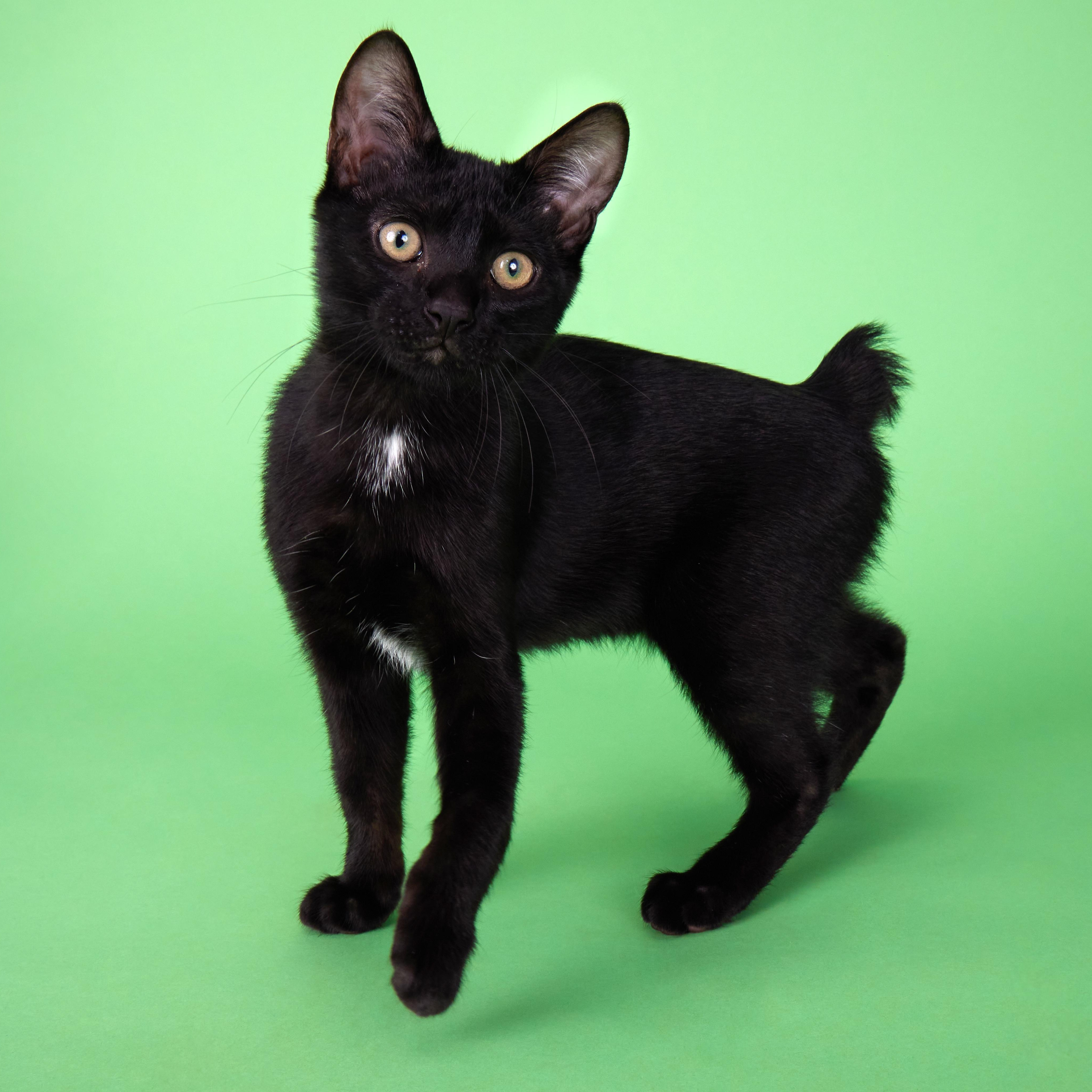Enlarge Little Dude - Mini House Panther, a Adoptable Manx in League City, TX image 1/6