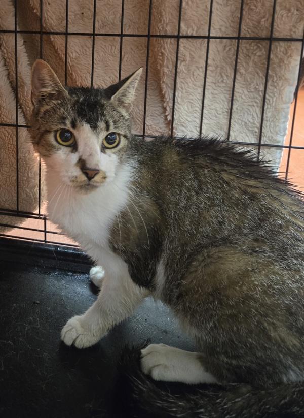 Topaz, Adoptable, Adult Female Domestic Short Hair.