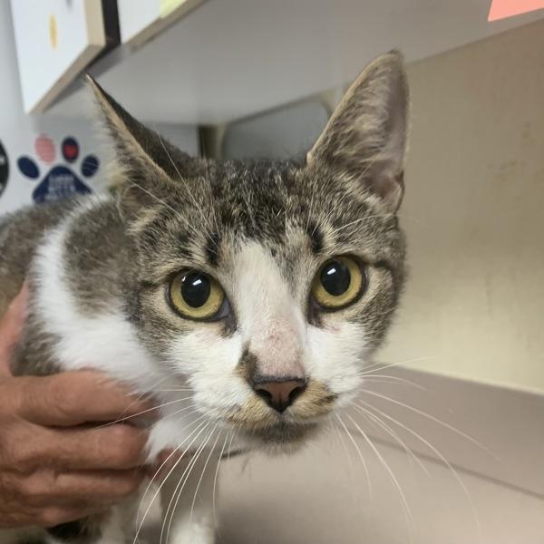 Enlarge Topaz, a Adoptable mixed breed in Salisbury, MD image 2/2