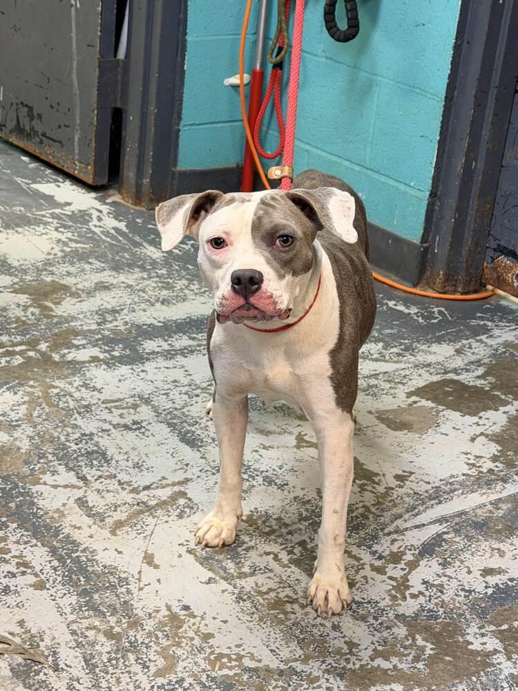 Shelby #167, Adoptable, Young Female Pit Bull Terrier.
