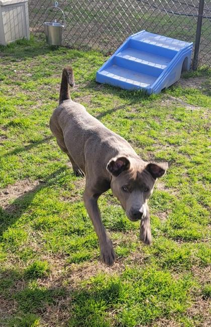 Seven, Adoptable, Young Male Weimaraner & Retriever.