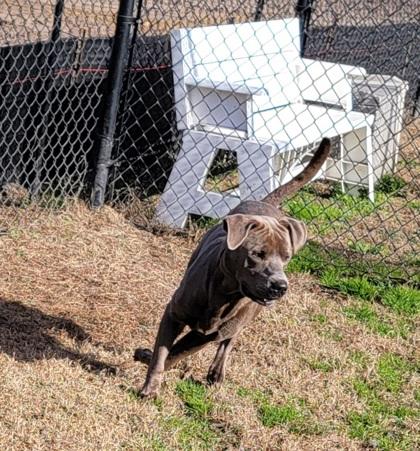 Enlarge Seven, a Adoptable mixed breed in Conway, SC image 2/4