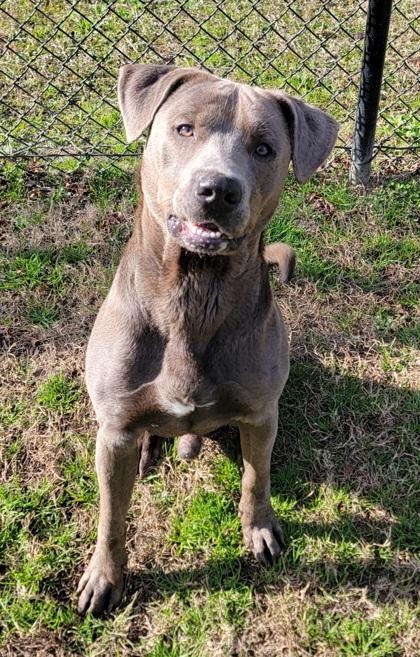 Enlarge Seven, a Adoptable mixed breed in Conway, SC image 4/4