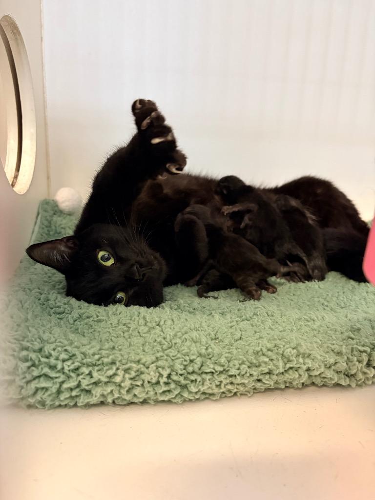 Enlarge Gina baby Edgar, a Adoptable mixed breed in Crandon, WI image 1/2