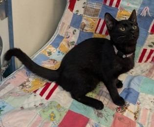 Enlarge Gina baby Edgar, a Adoptable mixed breed in Crandon, WI image 2/2