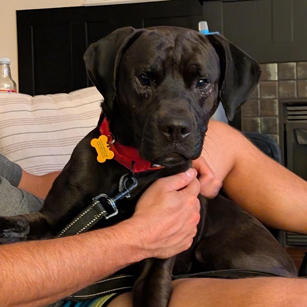Enlarge Milo, a Adoptable mixed breed in Avon, OH image 4/6
