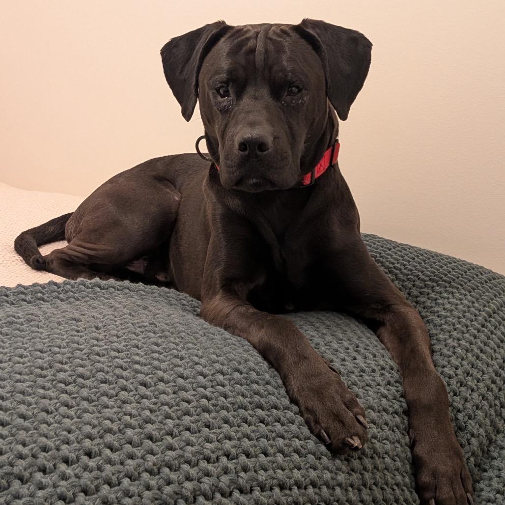 Enlarge Milo, a Adoptable mixed breed in Avon, OH image 6/6