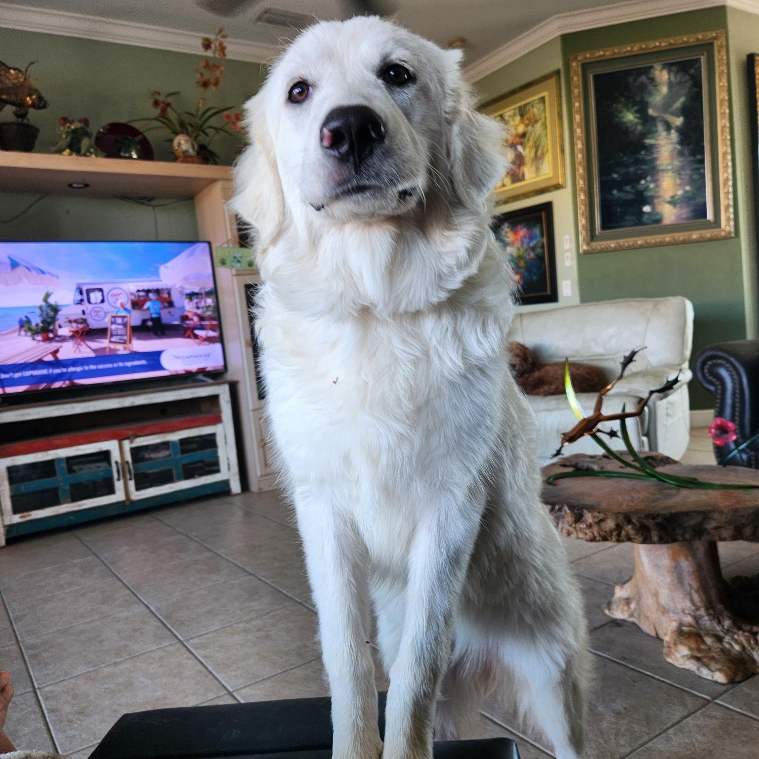 Sunny, Adoptable, Puppy Female Great Pyrenees.