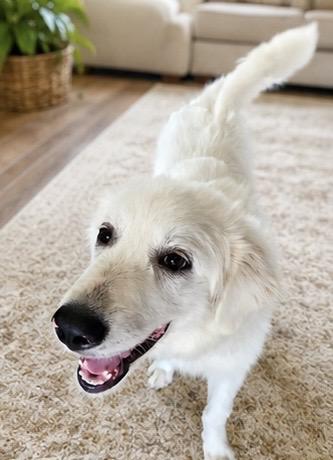 Enlarge Sunny, a ADOPTABLE Great Pyrenees in LEHIGH ACRES, FL image 5/5