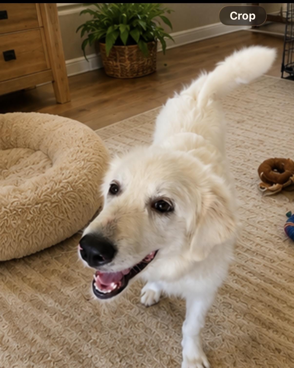 Enlarge Sunny, a ADOPTABLE Great Pyrenees in LEHIGH ACRES, FL image 4/5