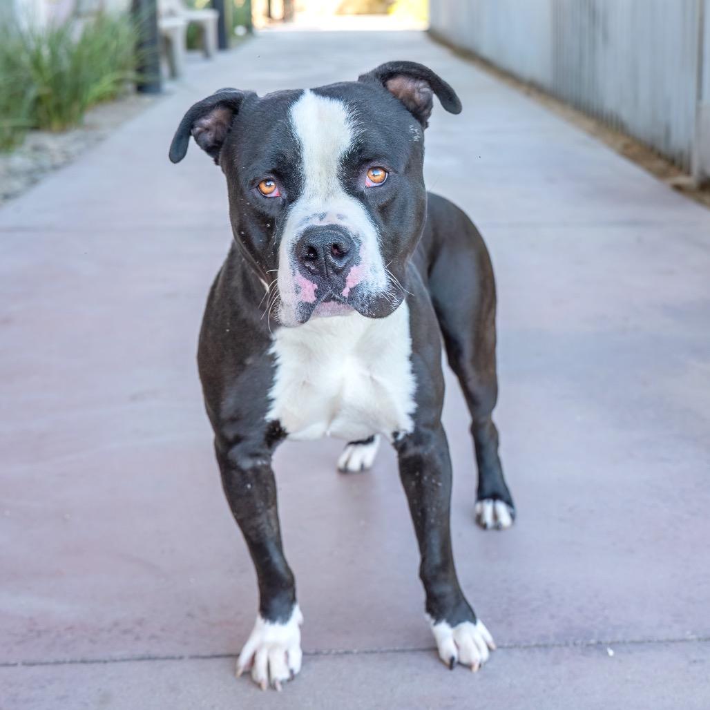 Angus, Adoptable, Adult Male Pit Bull Terrier.