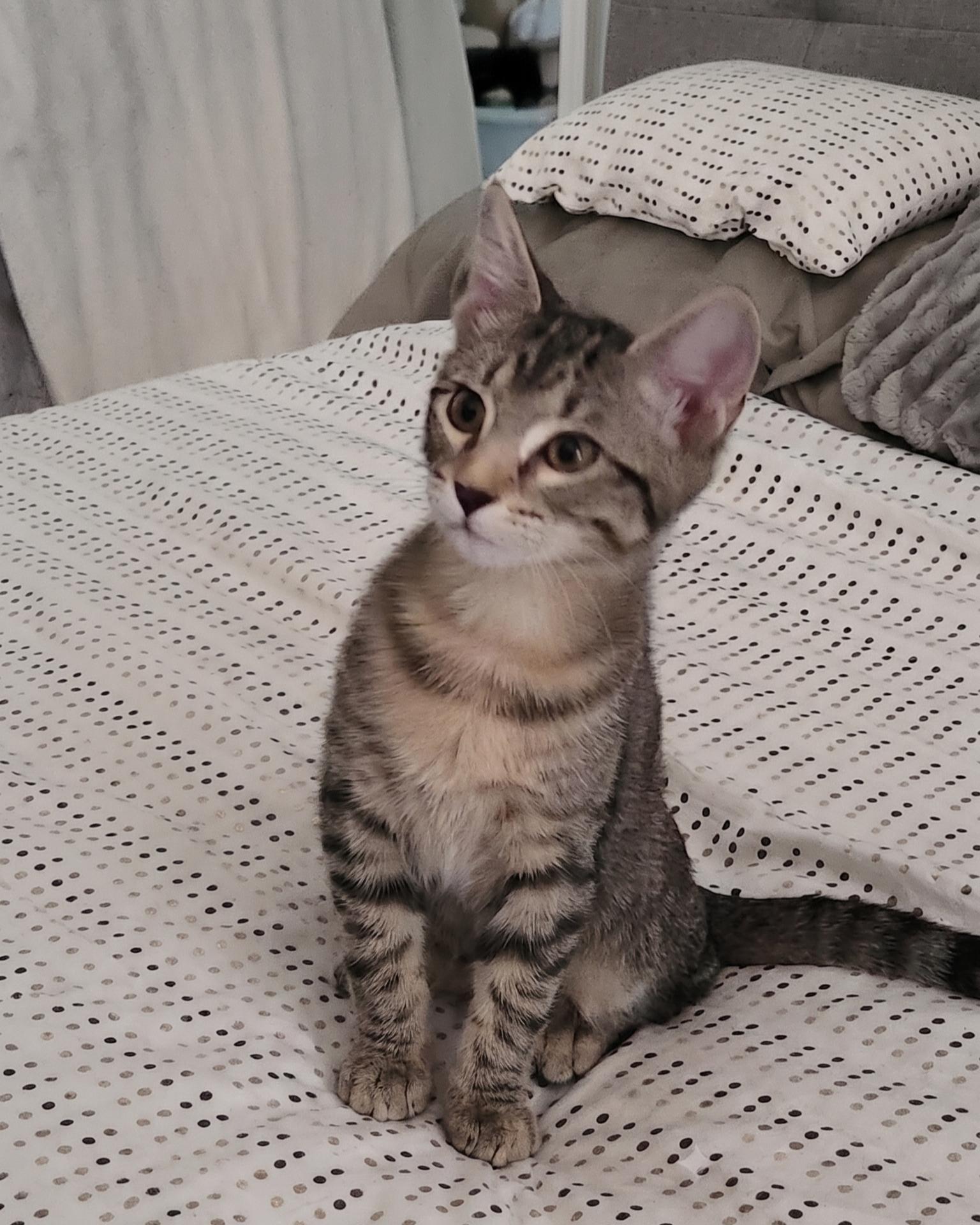 Semita, Adoptable, Kitten Female Domestic Short Hair.