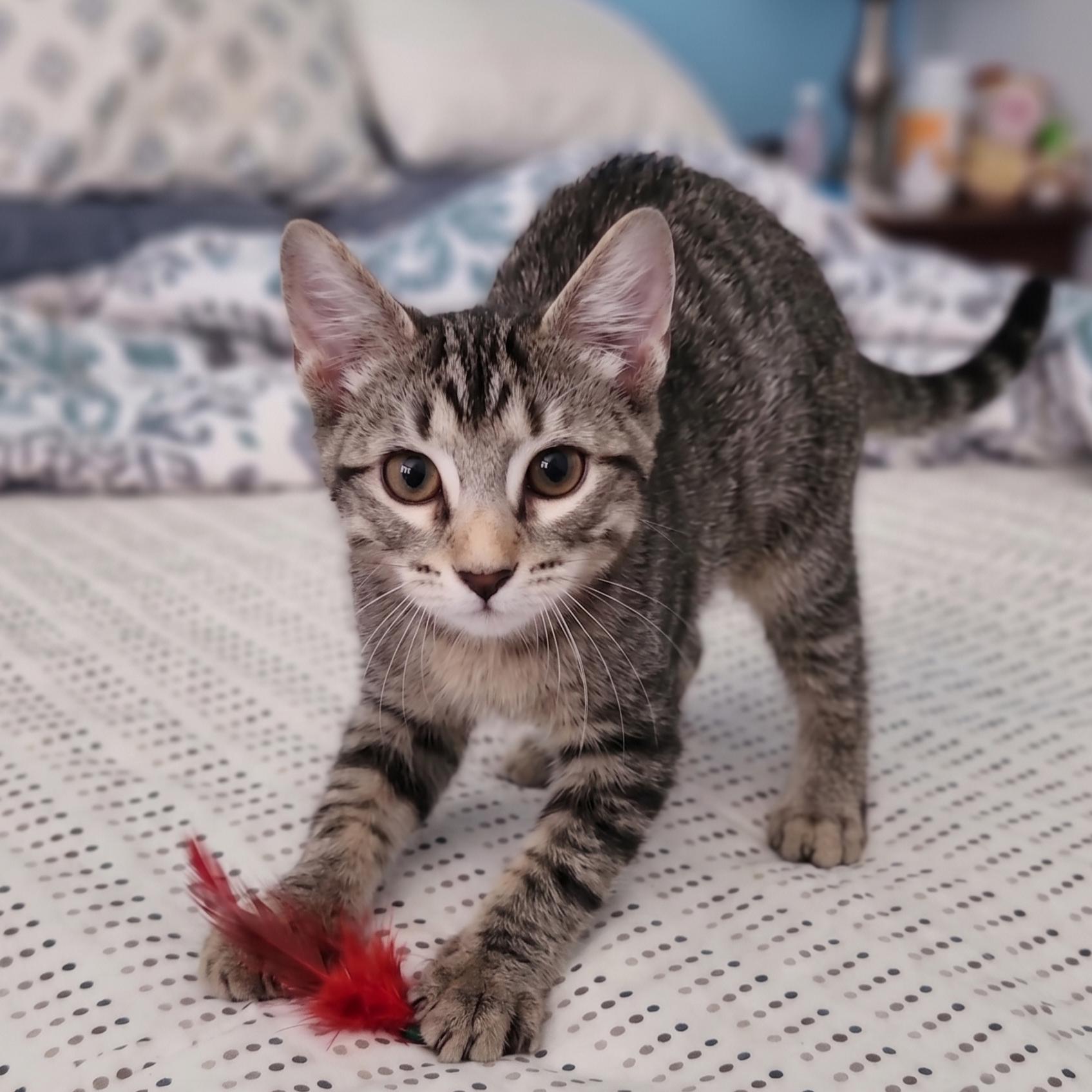 Semita, a Adoptable Domestic Short Hair in Allen, TX image 6/6