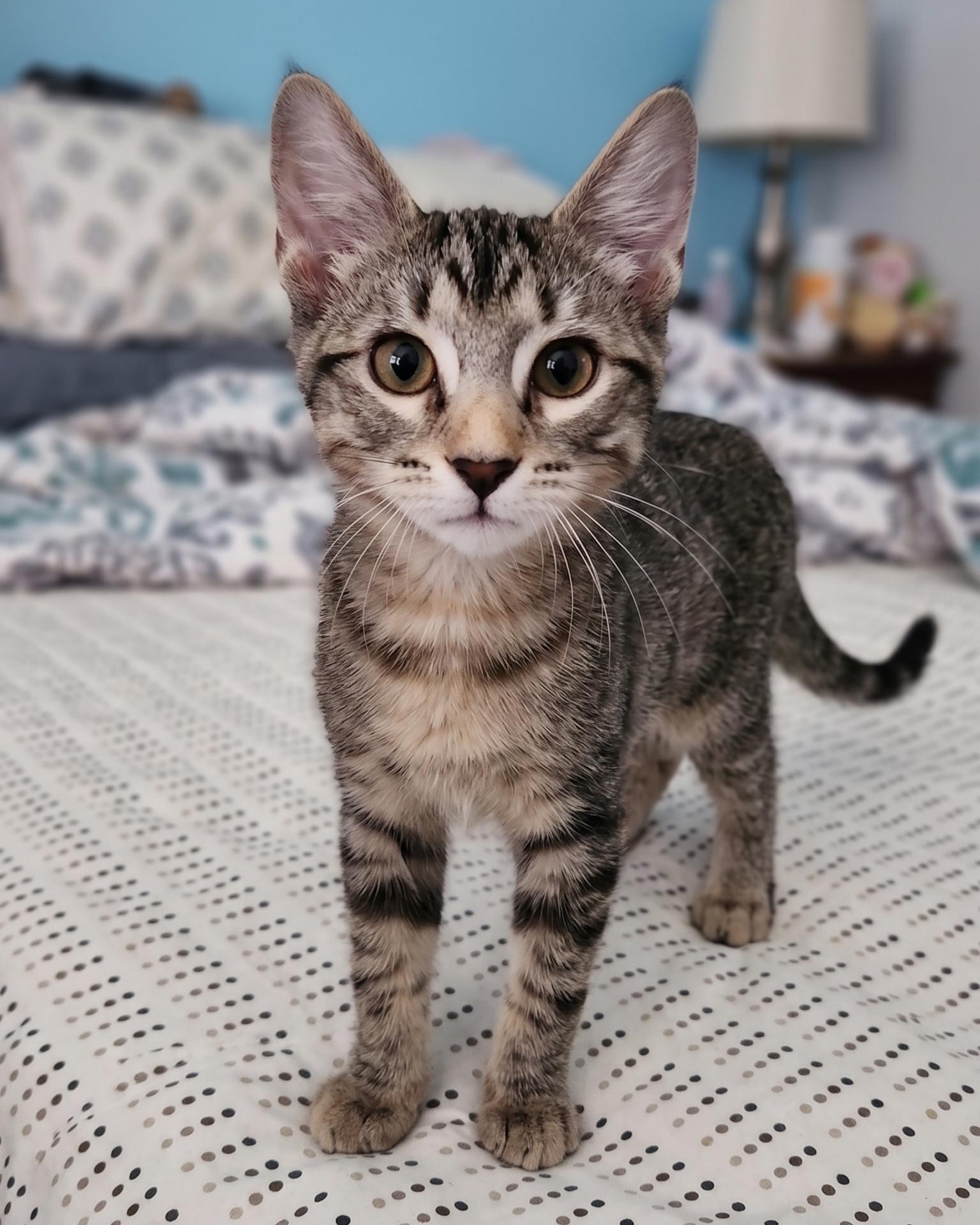 Semita, a Adoptable Domestic Short Hair in Allen, TX image 2/6