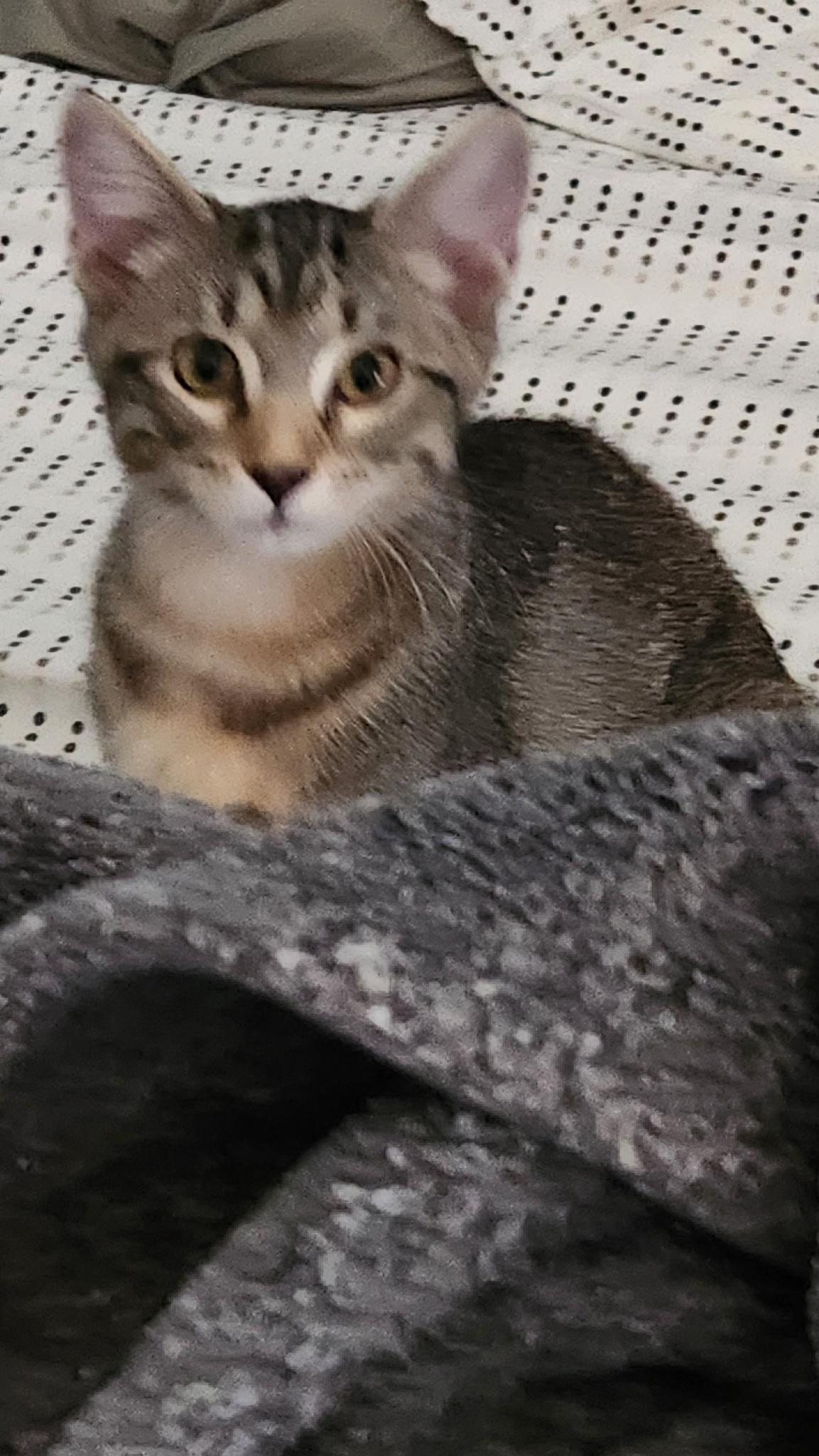 Semita, a Adoptable Domestic Short Hair in Allen, TX image 3/6
