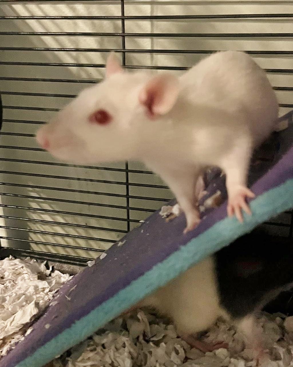 Enlarge Sociable rescued male rats, a Adoptable Rat in Chertsey, QC image 2/6