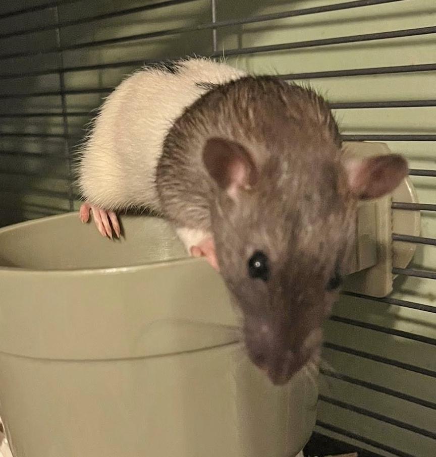 Enlarge Sociable rescued male rats, a Adoptable Rat in Chertsey, QC image 5/6