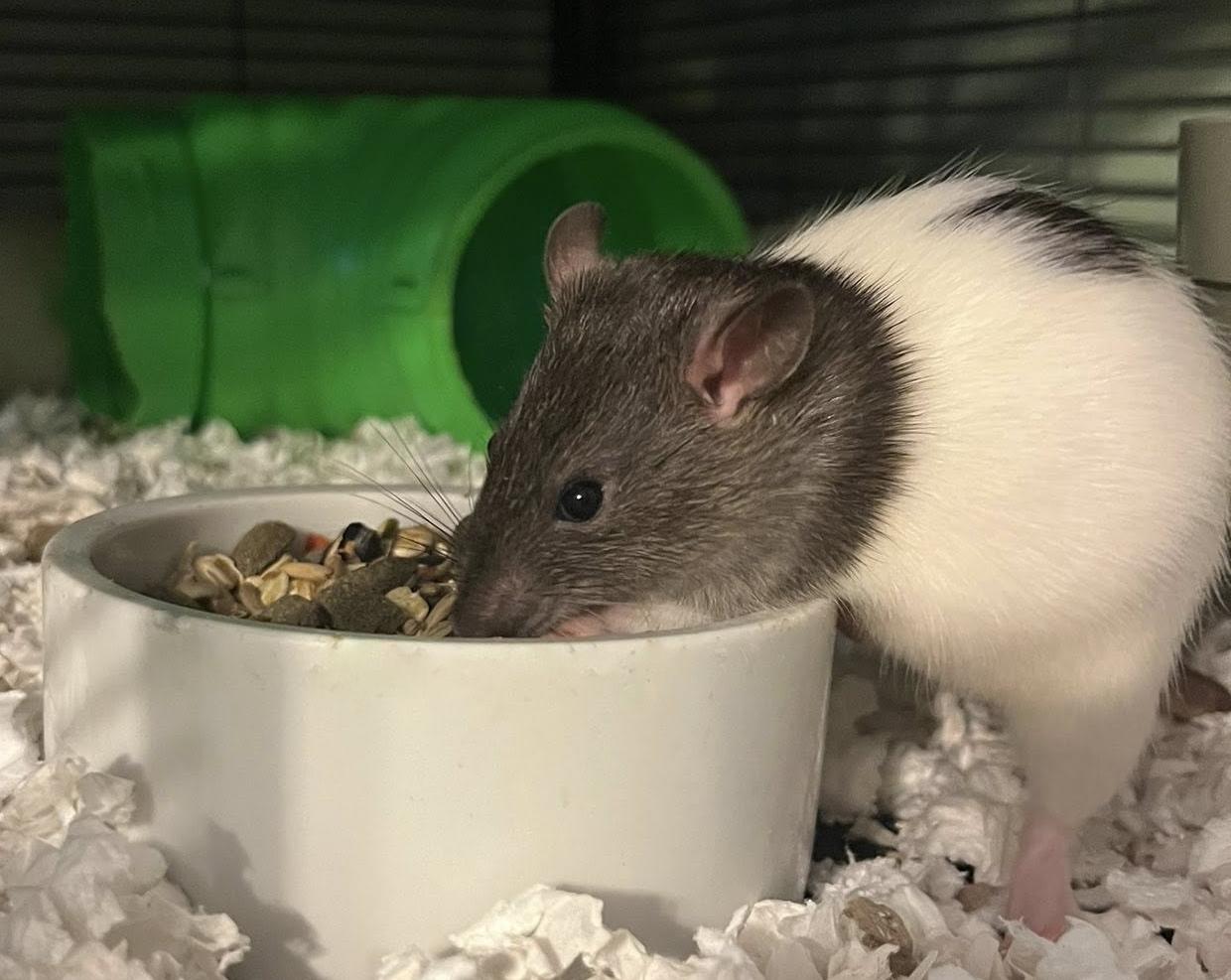 Enlarge Sociable rescued male rats, a Adoptable Rat in Chertsey, QC image 6/6