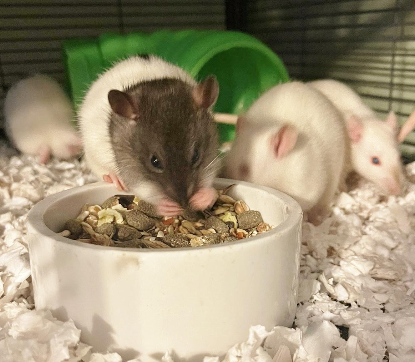 Enlarge Sociable rescued male rats, a Adoptable Rat in Chertsey, QC image 3/6
