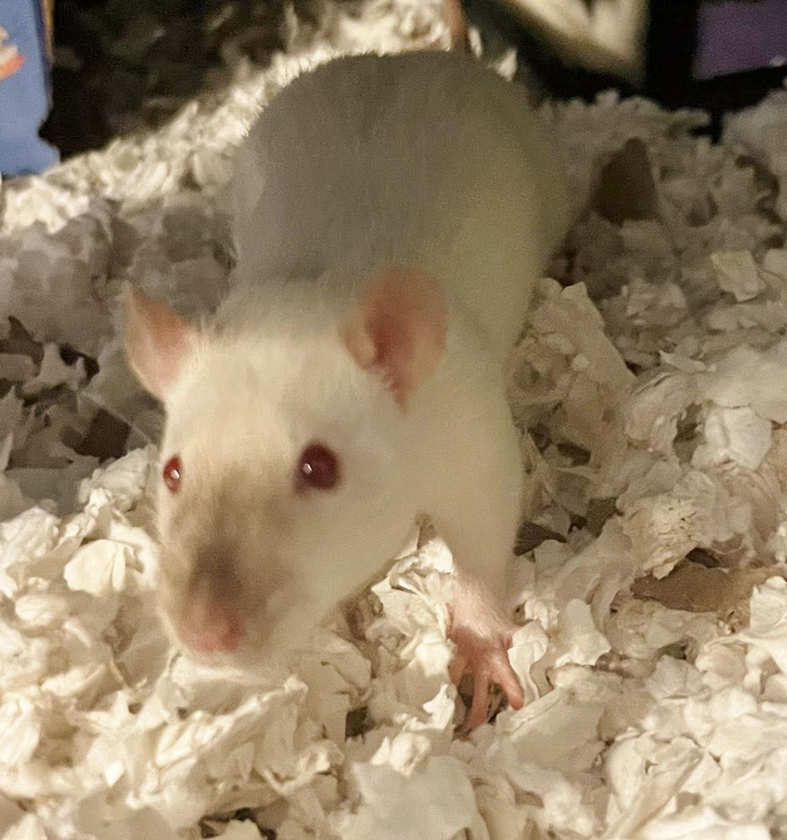 Enlarge Sociable rescued male rats, a Adoptable Rat in Chertsey, QC image 4/6