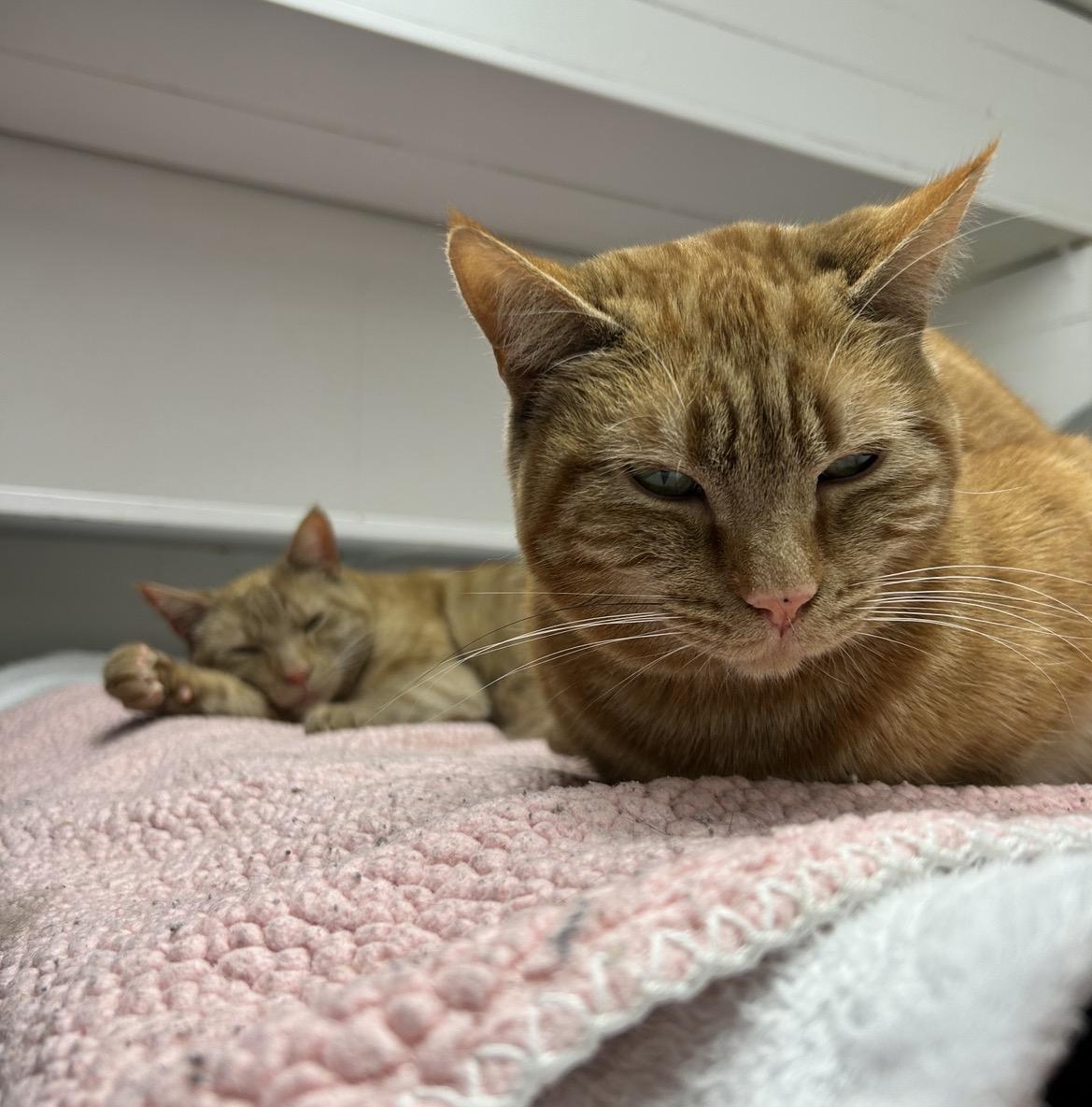 Barrell (Bonded with Buckett), a ADOPTABLE Domestic Short Hair in Maple Ridge, BC image 3/6