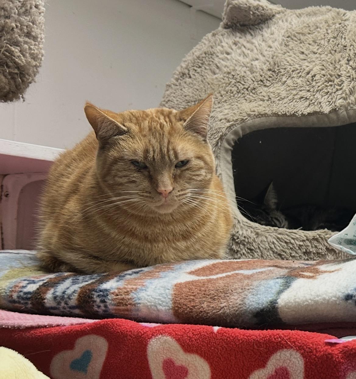 Barrell (Bonded with Buckett), a ADOPTABLE Domestic Short Hair in Maple Ridge, BC image 5/6