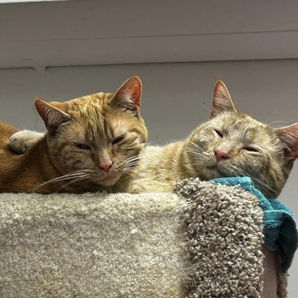 Barrell (Bonded with Buckett), a ADOPTABLE Domestic Short Hair in Maple Ridge, BC image 6/6