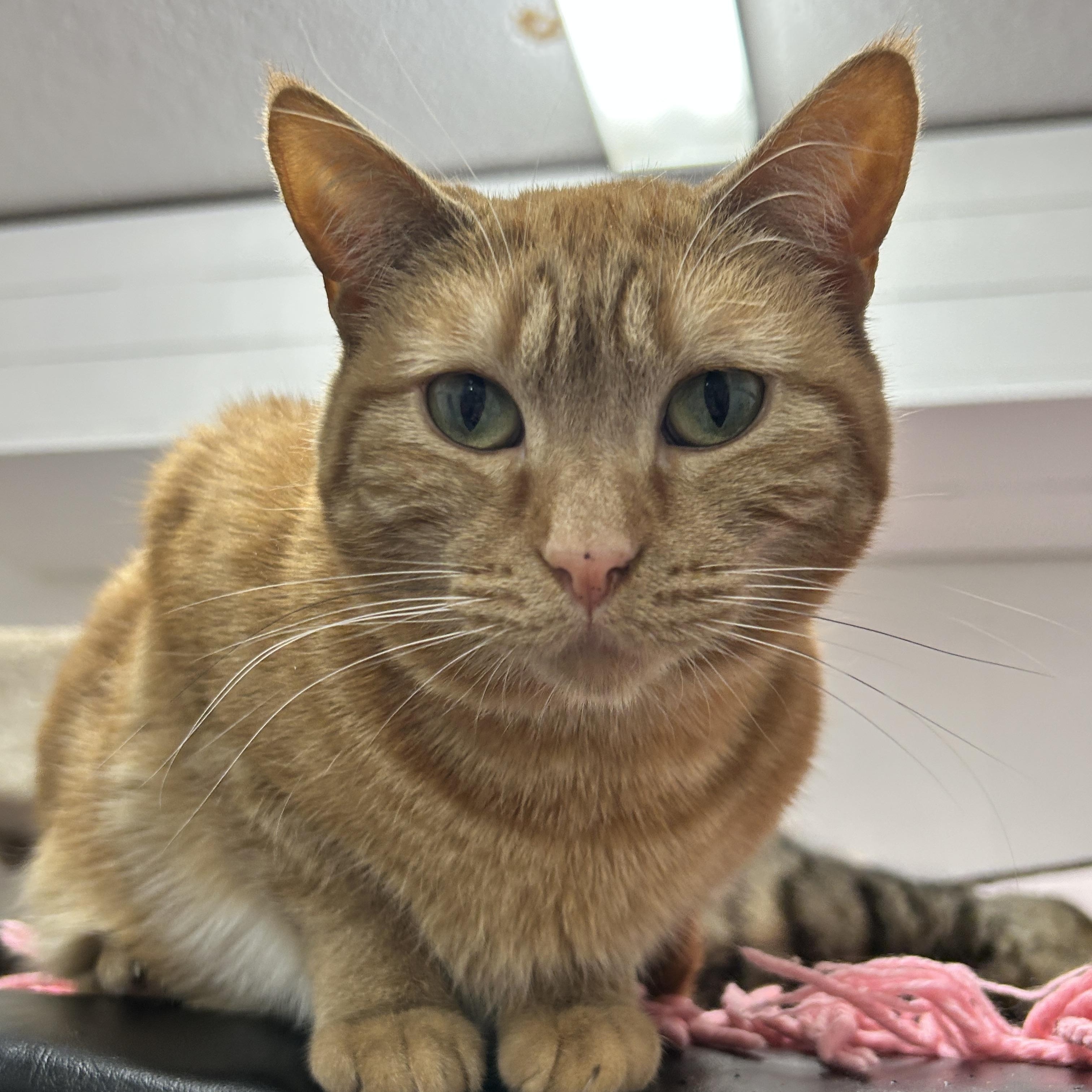 Barrell (Bonded with Buckett), a ADOPTABLE Domestic Short Hair in Maple Ridge, BC image 1/6