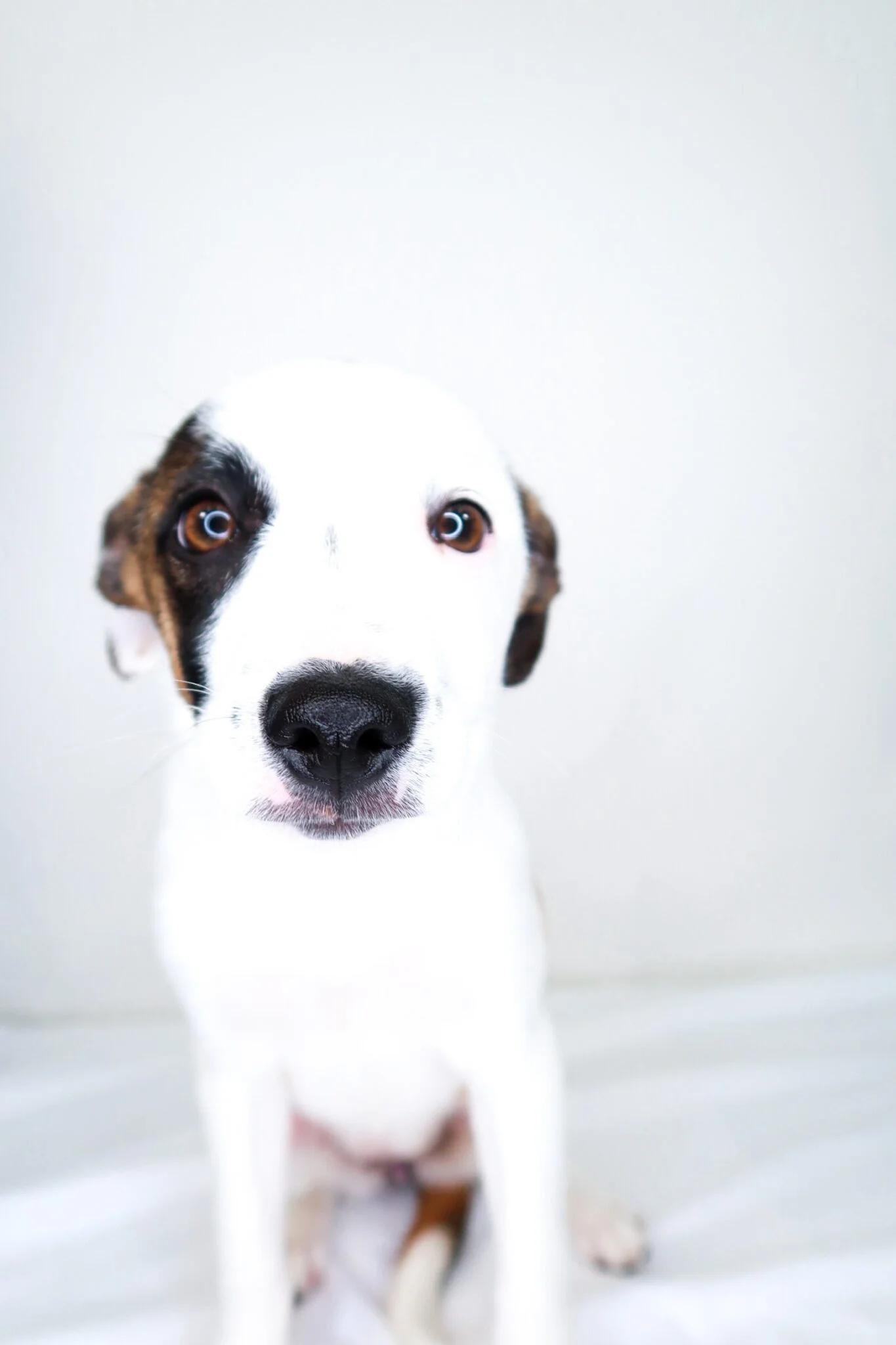 Enlarge Lil, an adoptable Terrier in Bixby, OK image 5/5