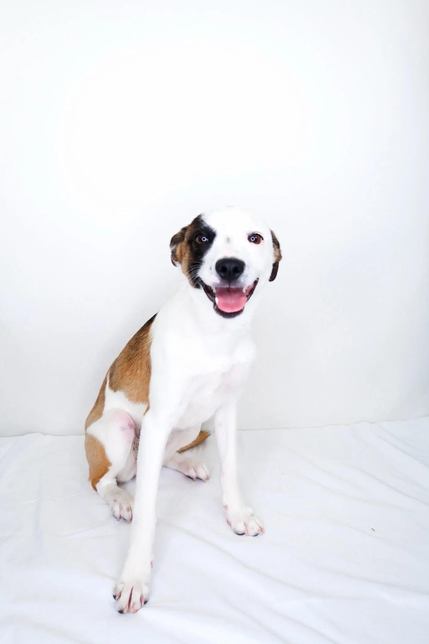 Enlarge Lil, an adoptable Terrier in Bixby, OK image 2/6