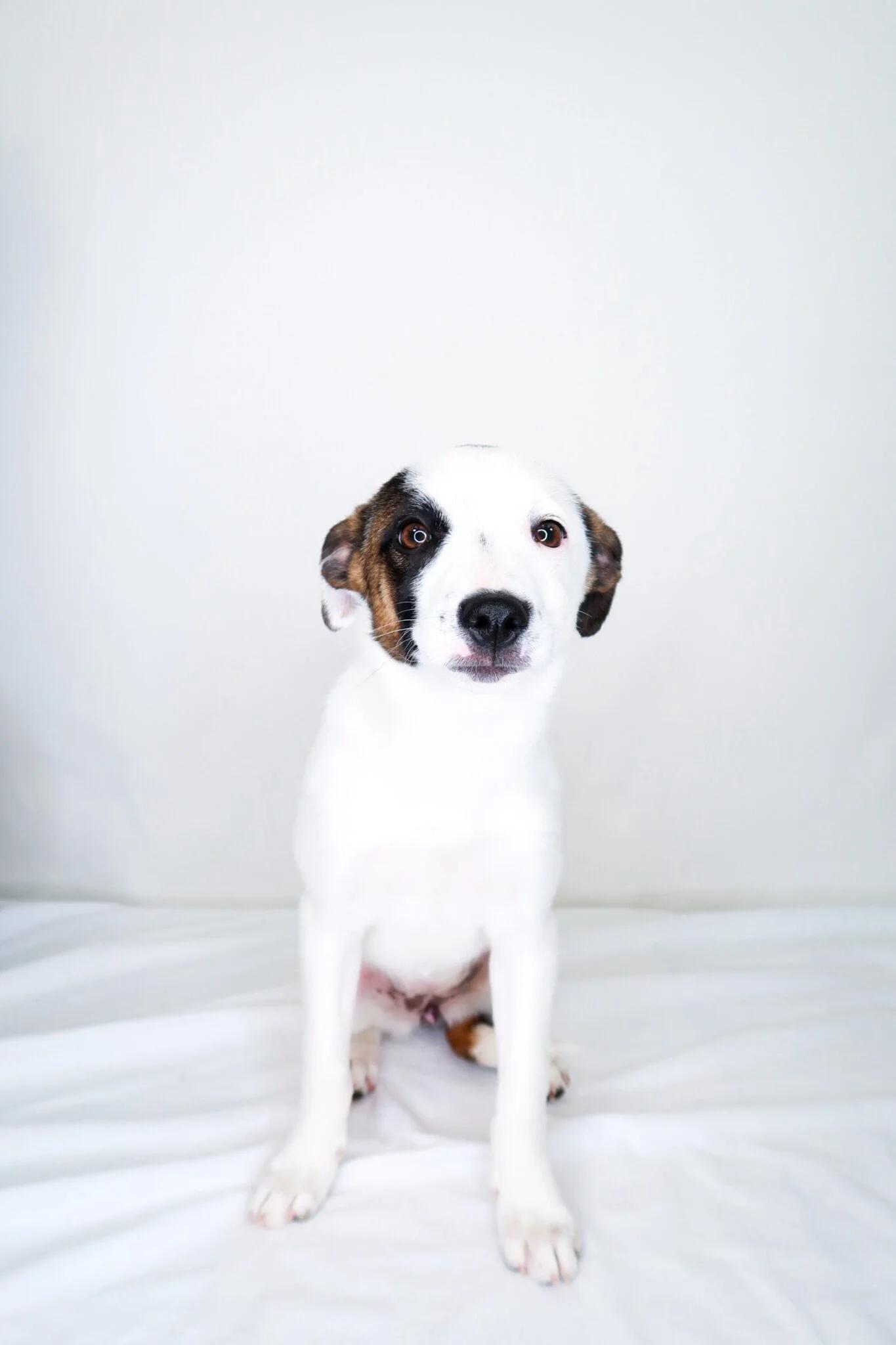 Enlarge Lil, an adoptable Terrier in Bixby, OK image 2/5