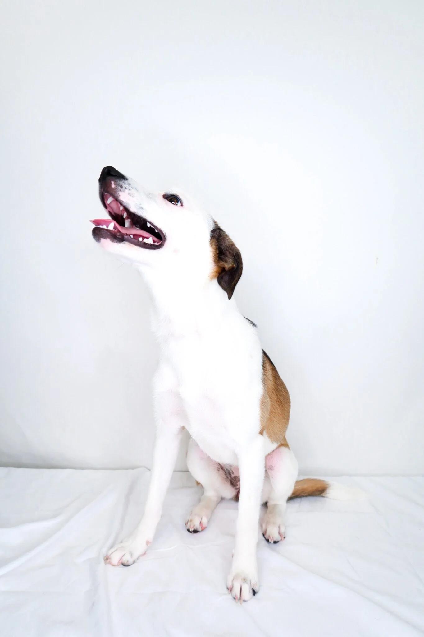 Enlarge Lil, an adoptable Terrier in Bixby, OK image 5/6