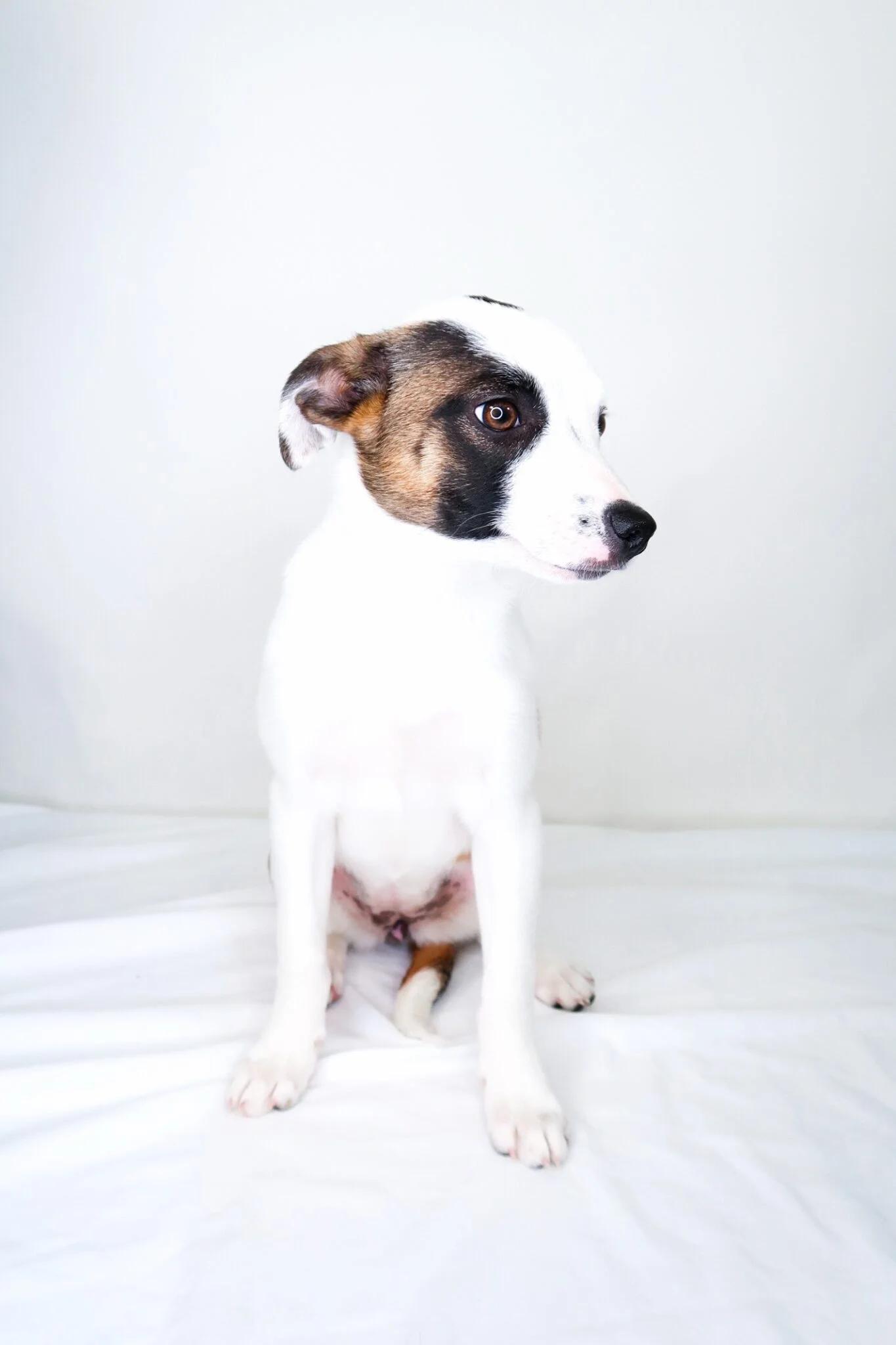 Enlarge Lil, an adoptable Terrier in Bixby, OK image 4/5
