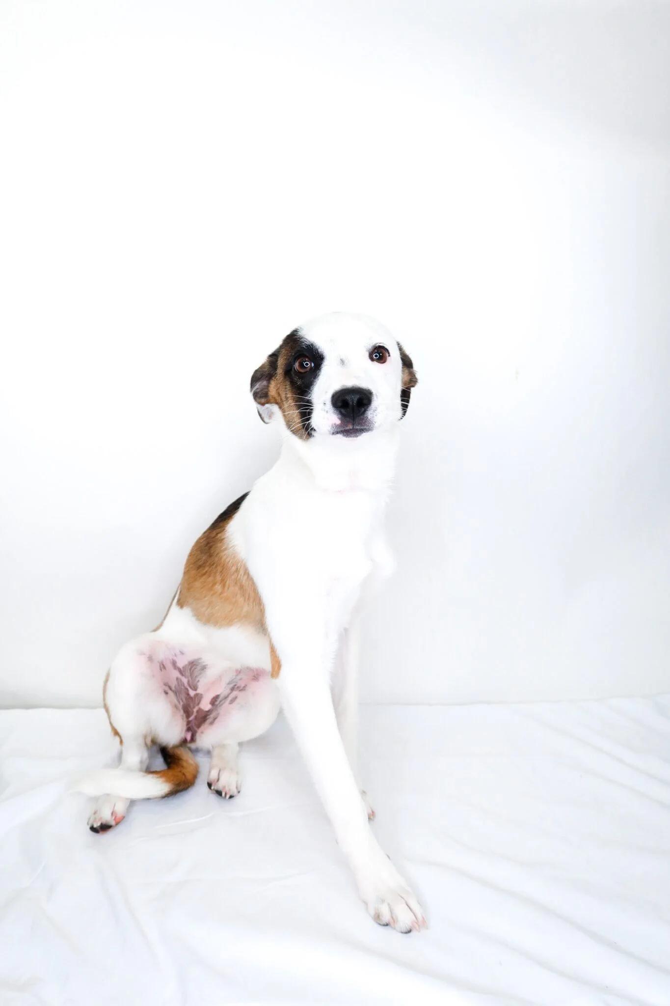 Enlarge Lil, an adoptable Terrier in Bixby, OK image 1/6