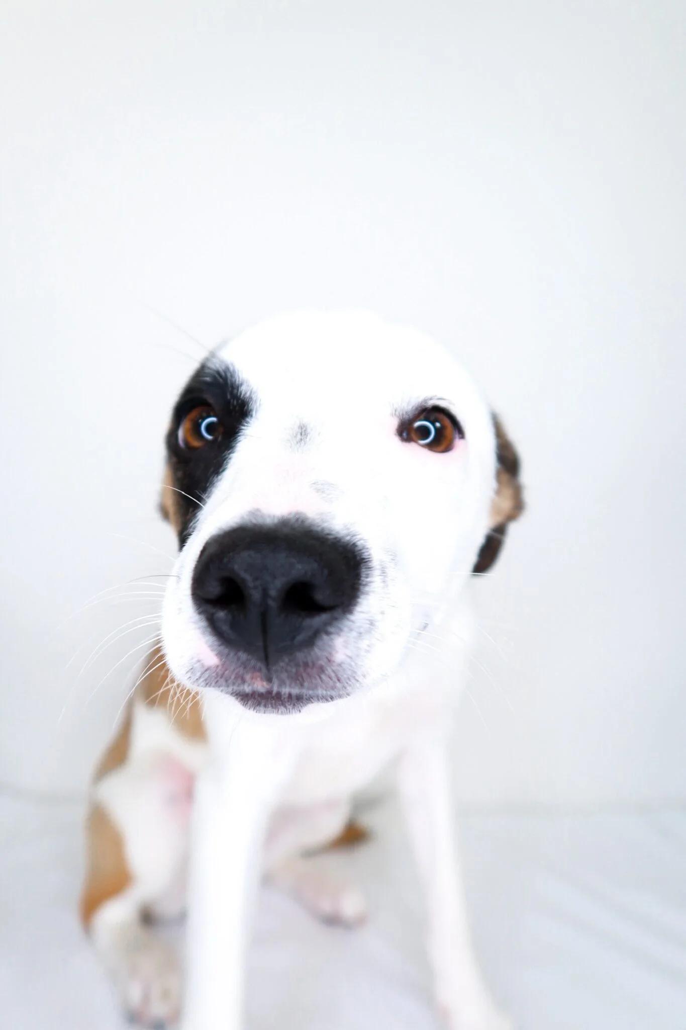 Enlarge Lil, an adoptable Terrier in Bixby, OK image 4/6