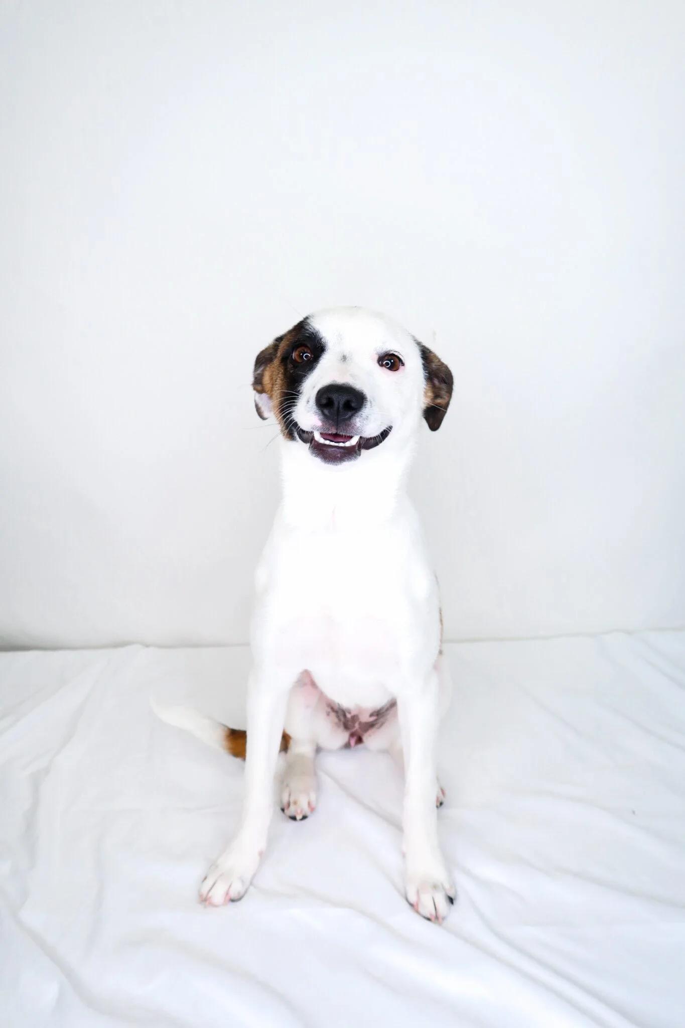Enlarge Lil, an adoptable Terrier in Bixby, OK image 3/6