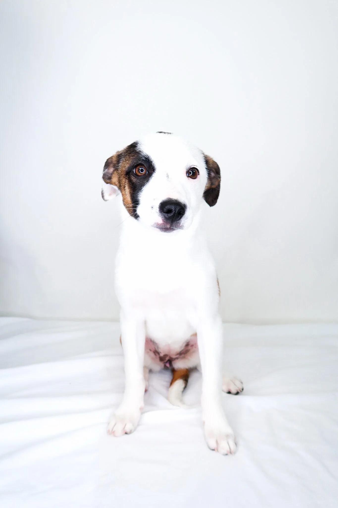 Enlarge Lil, an adoptable Terrier in Bixby, OK image 1/5