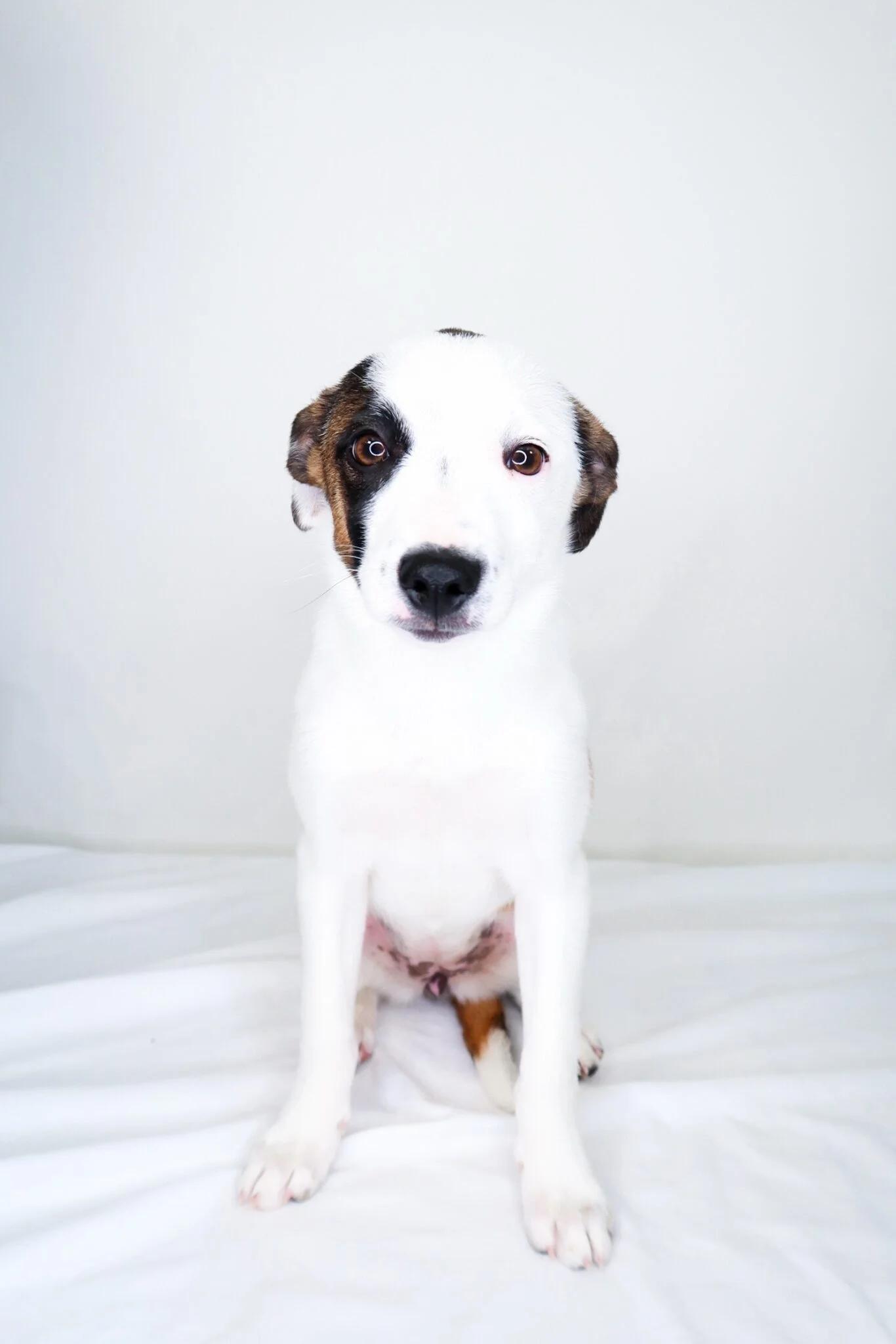 Enlarge Lil, an adoptable Terrier in Bixby, OK image 3/5