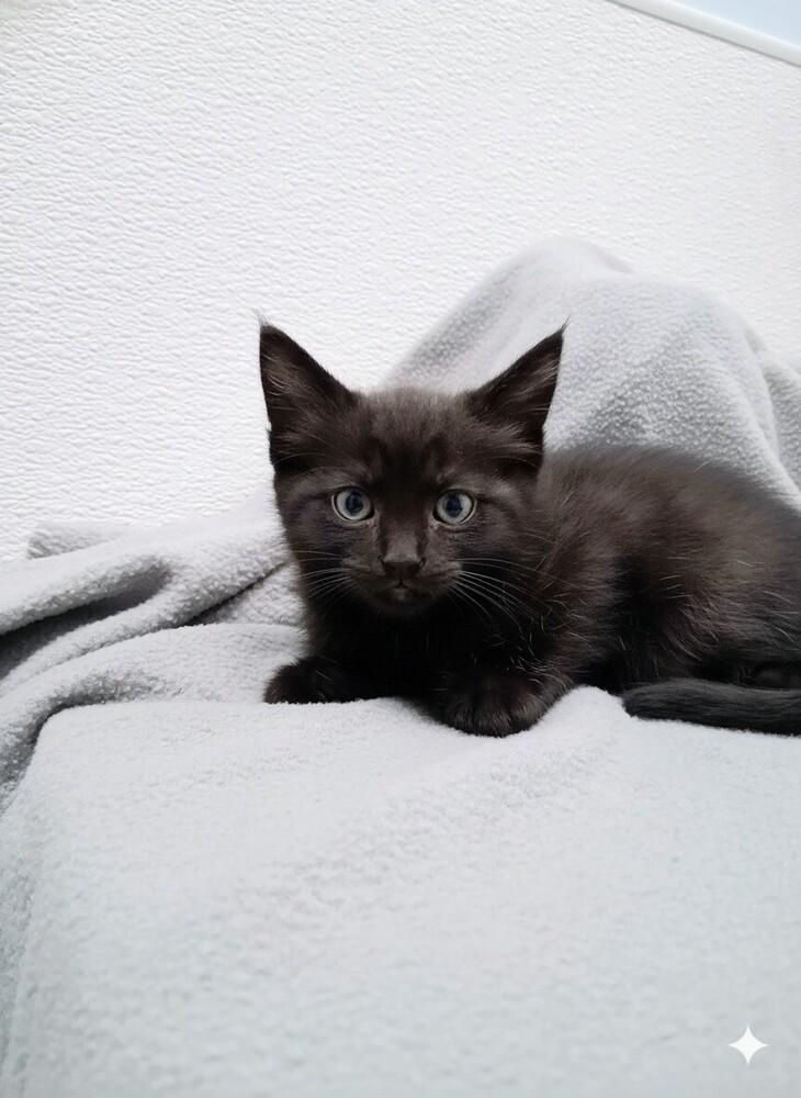 Enlarge Annie Oakley, a Adoptable Domestic Short Hair in Westfield, WI image 1/2