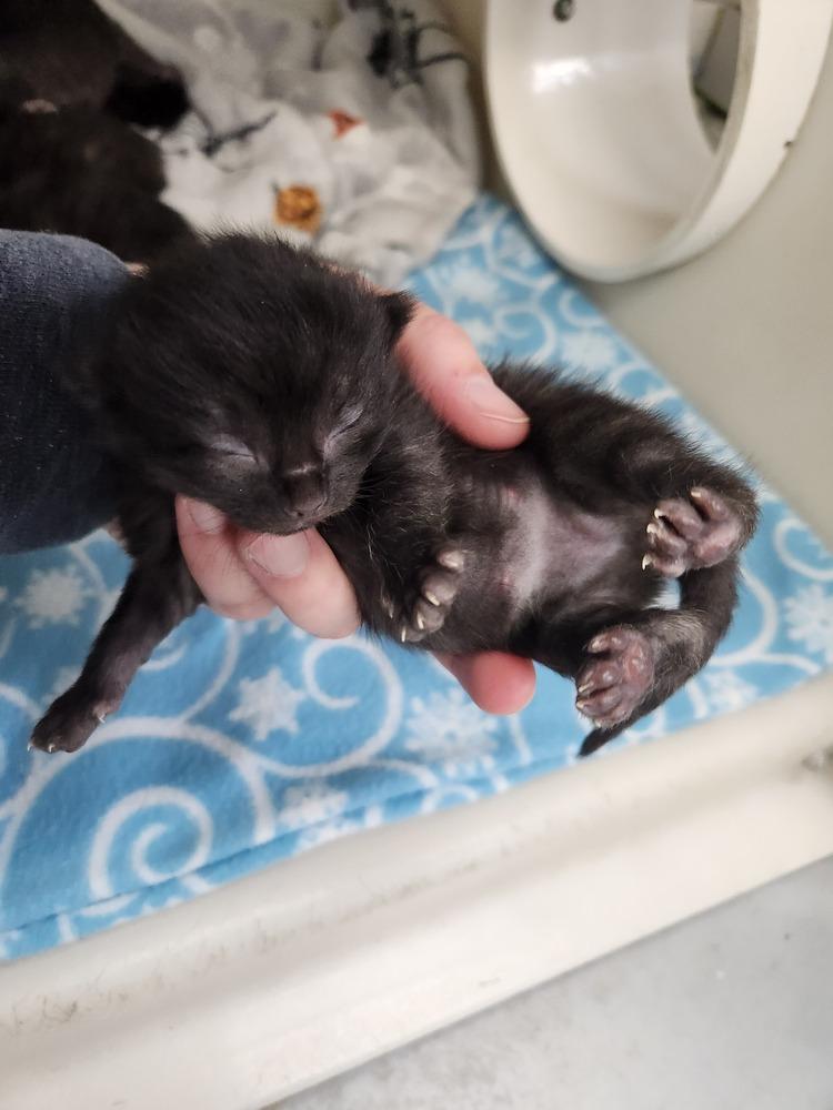 Enlarge Annie Oakley, a Adoptable Domestic Short Hair in Westfield, WI image 2/2