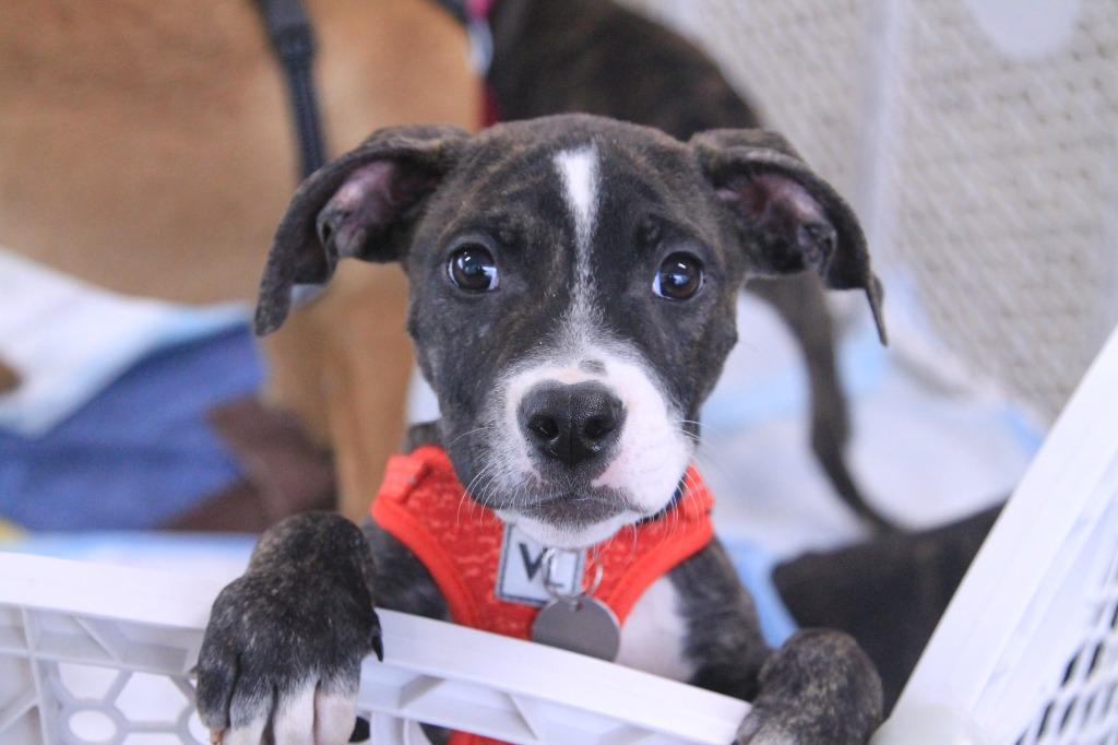 Minor, Adopted, Puppy Male Boxer & Mixed Breed.
