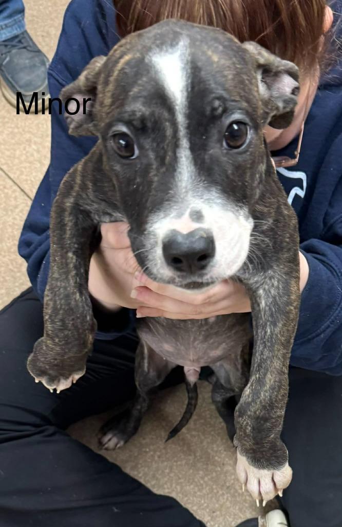 Enlarge Minor, a Adopted mixed breed in Utica, MI image 2/4