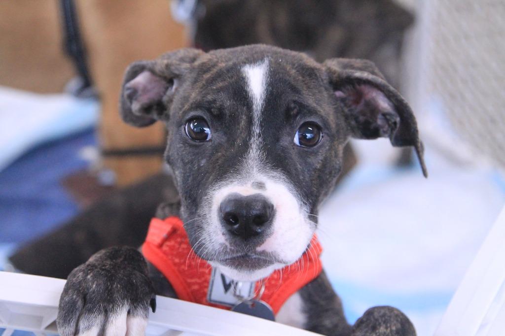 Enlarge Minor, a Adopted mixed breed in Utica, MI image 3/4