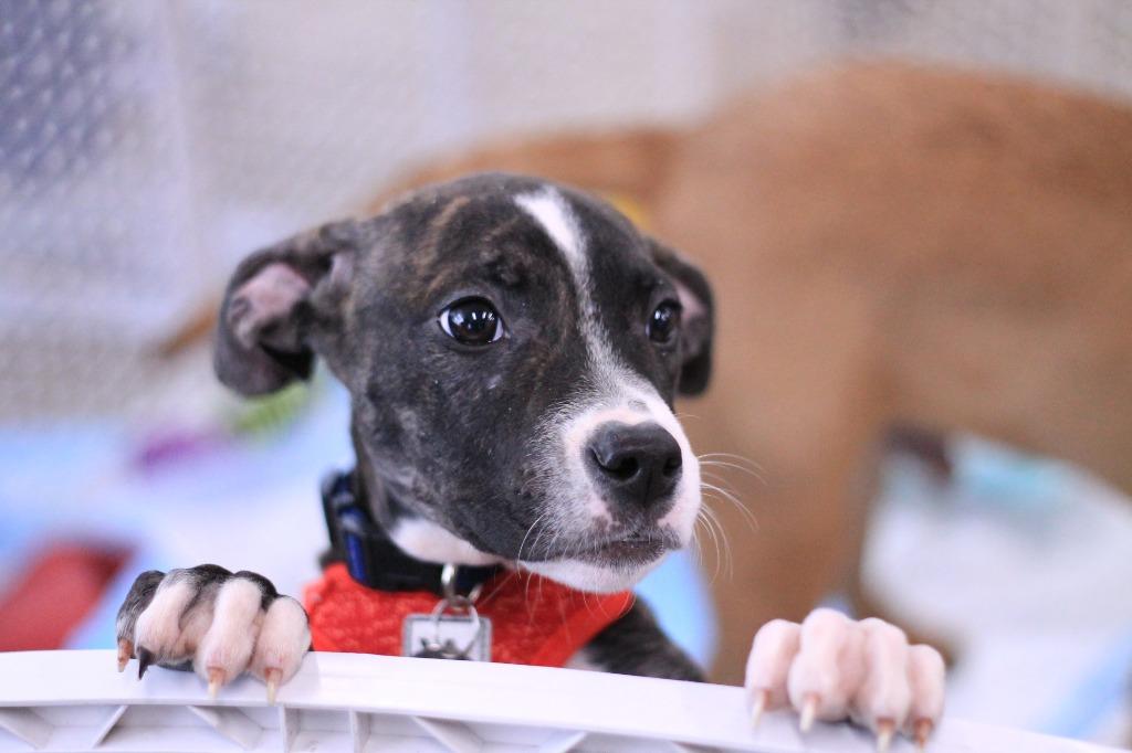 Enlarge Minor, a Adopted mixed breed in Utica, MI image 4/4