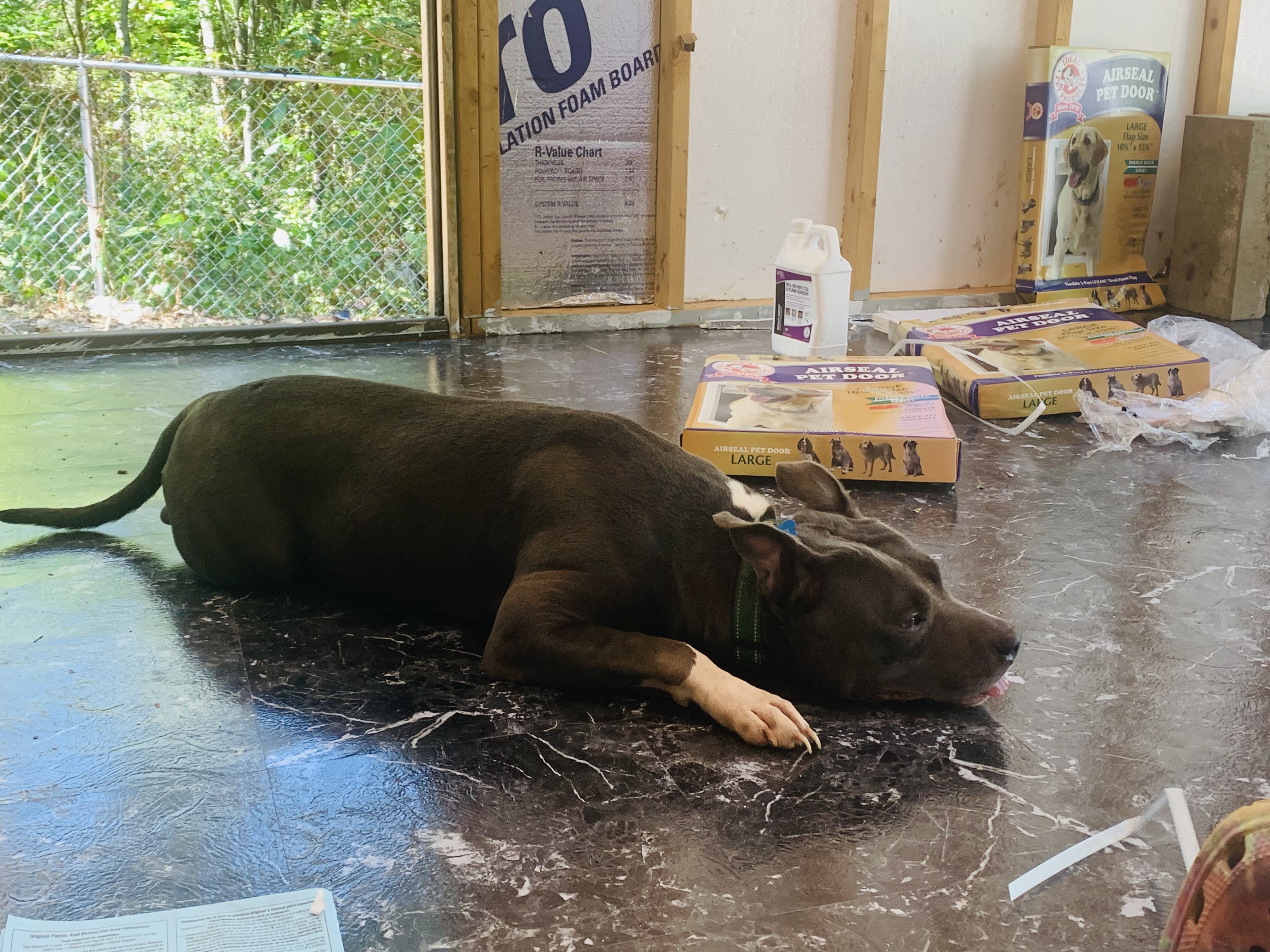 Blueberry , an adoptable American Staffordshire Terrier in Rogers, AR, 72756 | Photo Image 3
