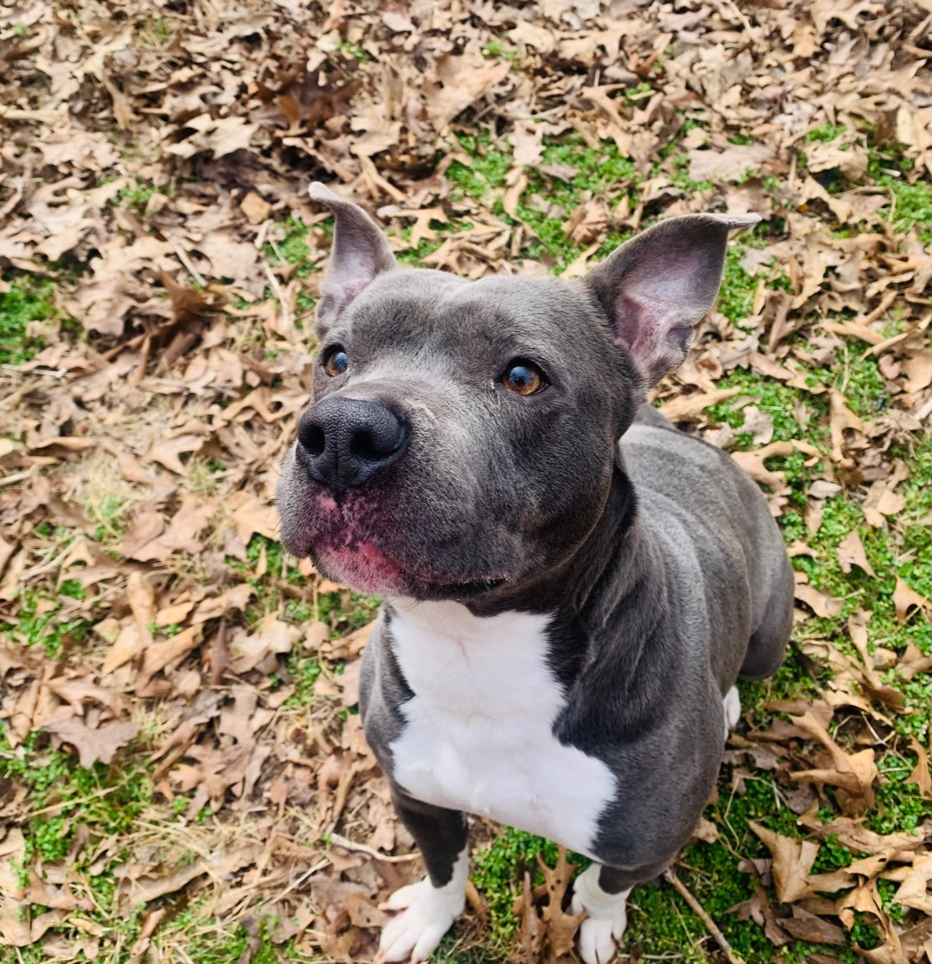 Blueberry , Adult Female American Staffordshire Terrier