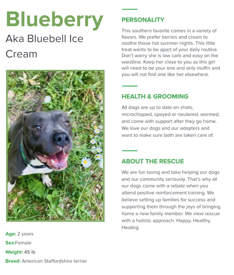 Blueberry , a Adoptable American Staffordshire Terrier in Rogers, AR image 3/6